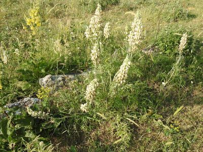 Phlomoides laciniata, photographed by Konstantin Grebennikov