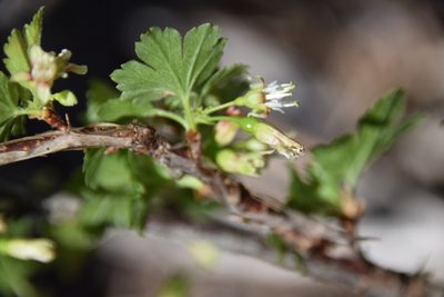 Ribes hirtellum, photographed by Pierre Cartier
