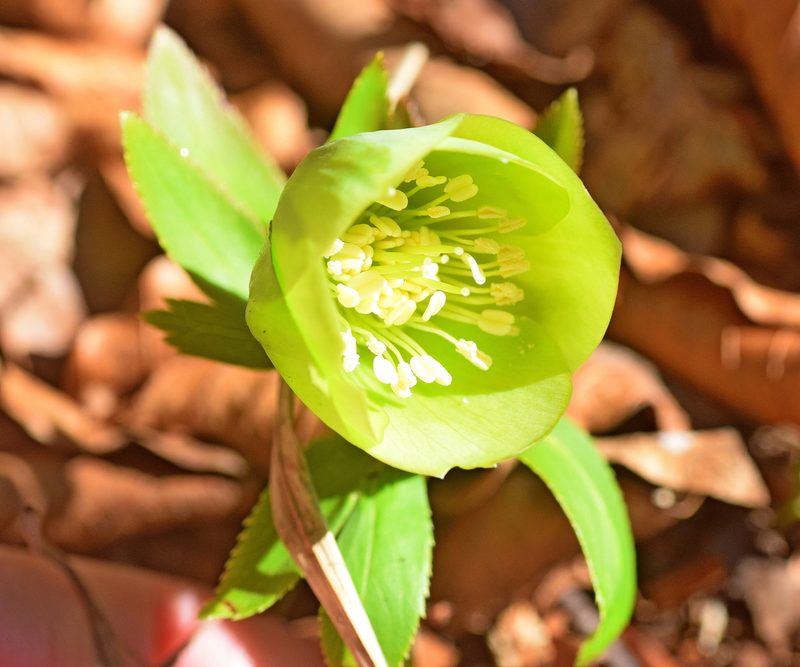 Helleborus cyclophyllus, photographed by Kostas Zontanos