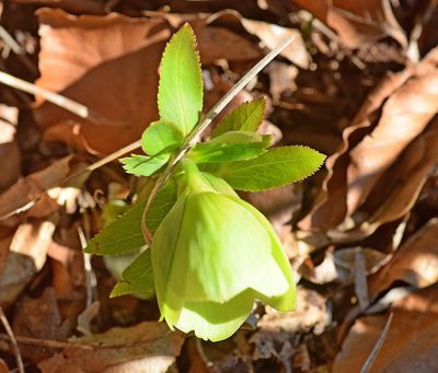Helleborus cyclophyllus, photographed by Kostas Zontanos