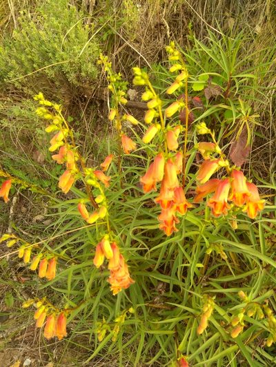 Digitalis obscura, photographed by castieler