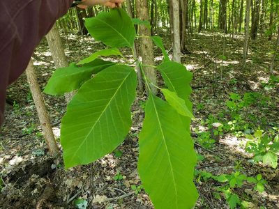 Magnolia acuminata, photographed by Bill Medvec