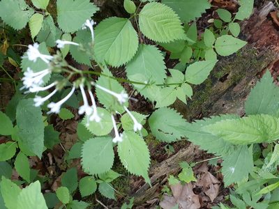 Valeriana pauciflora, photographed by Michael Burdsall