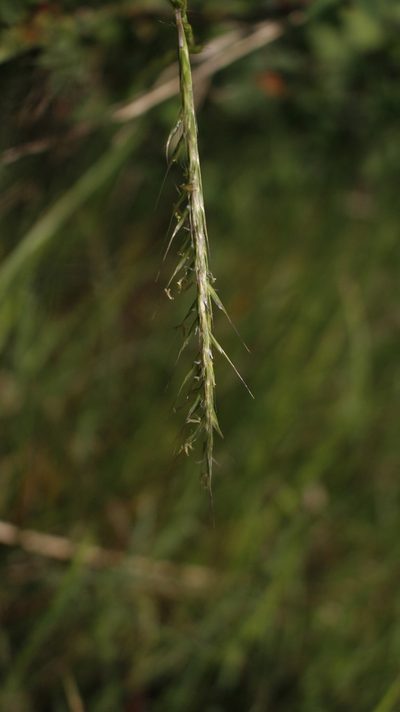 Gaudinia fragilis, photographed by Bastien Alegot