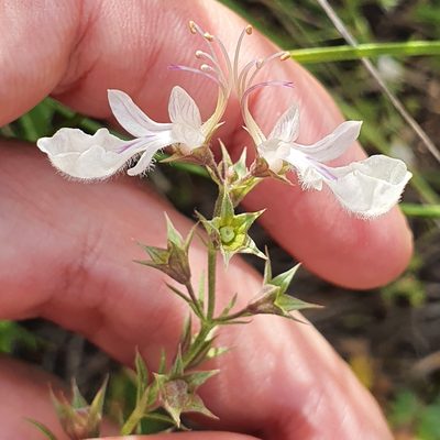 Teucrium pseudochamaepitys, photographed by Mehdi Chetibi