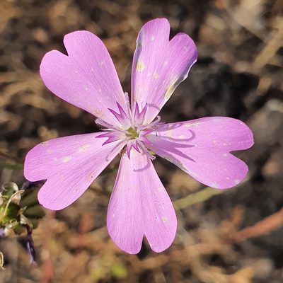 Eudianthe coeli-rosa, photographed by Mehdi Chetibi