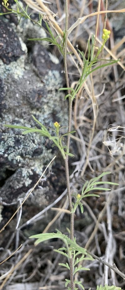 Descurainia longepedicellata, photographed by mark-groeneveld