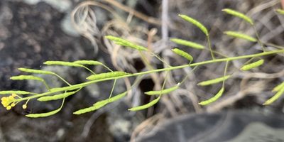 Descurainia longepedicellata, photographed by mark-groeneveld