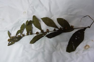 Carpesium abrotanoides, photographed by Colin Meurk
