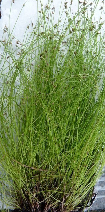 Isolepis sepulcralis, photographed by Colin Meurk