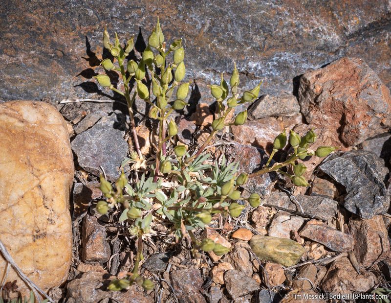 Cusickiella douglasii, photographed by Tim Messick