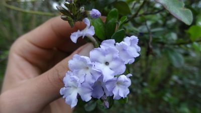 Duranta triacantha, photographed by Ignacio Moreira-Corral