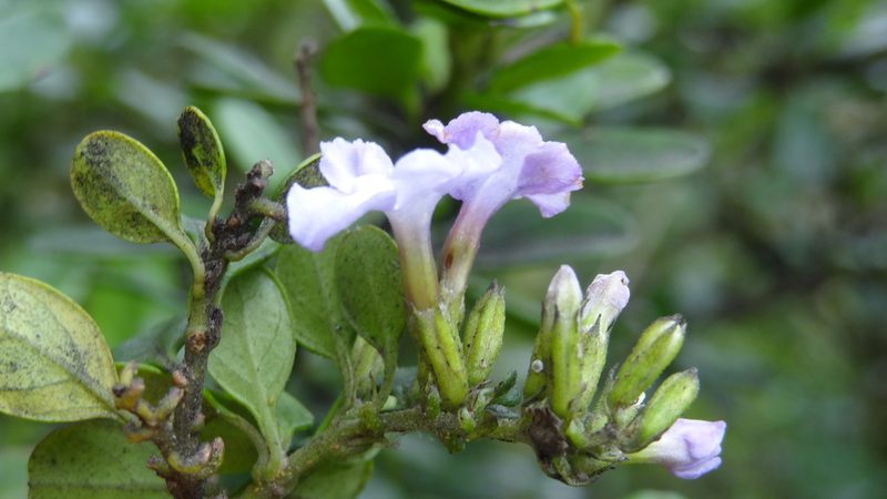 Duranta triacantha, photographed by Ignacio Moreira-Corral