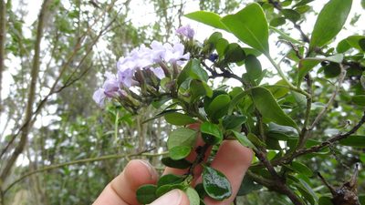 Duranta triacantha, photographed by Ignacio Moreira-Corral