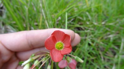 Oxalis tetraphylla, photographed by Ignacio Moreira-Corral