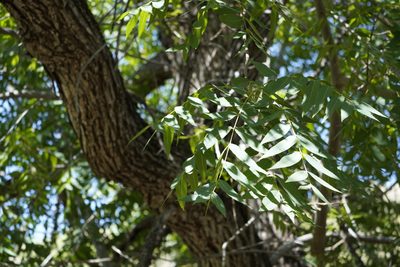 Juglans major, photographed by Sean Krieg