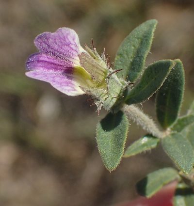 Blepharis integrifolia, photographed by Nicola van Berkel