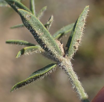 Blepharis integrifolia, photographed by Nicola van Berkel