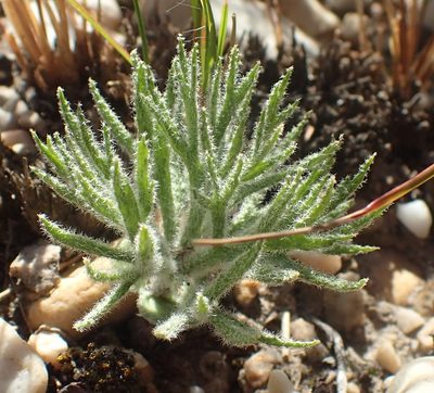 Eriospermum dregei, photographed by Nicola van Berkel