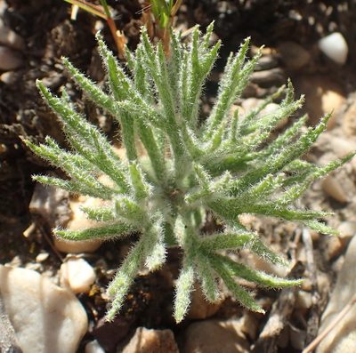 Eriospermum dregei, photographed by Nicola van Berkel