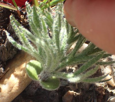 Eriospermum dregei, photographed by Nicola van Berkel