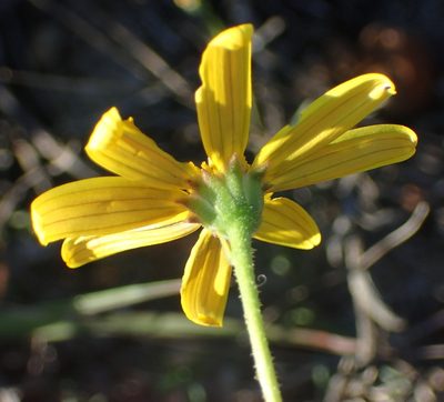 Osteospermum imbricatum, photographed by Nicola van Berkel
