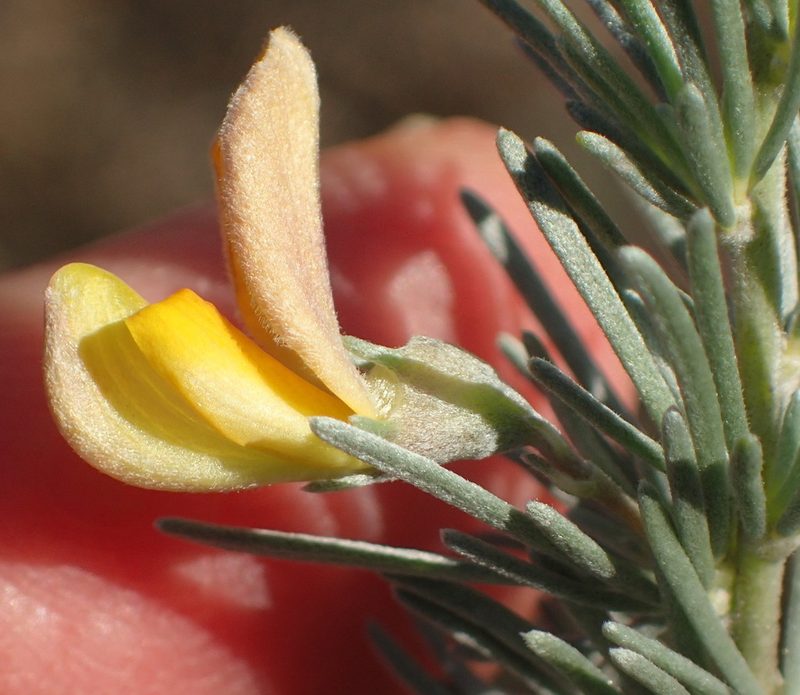 Aspalathus cinerascens, photographed by Nicola van Berkel