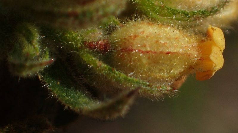 Hermannia salviifolia, photographed by Nicola van Berkel