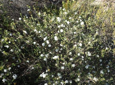 Agathosma acutissima, photographed by Nicola van Berkel