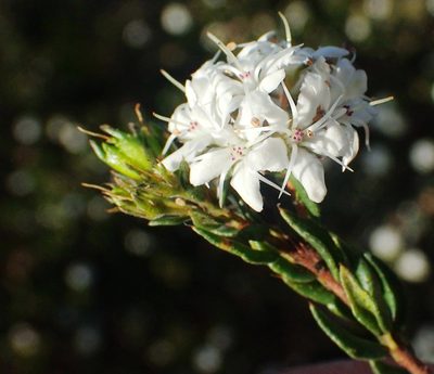 Agathosma acutissima, photographed by Nicola van Berkel