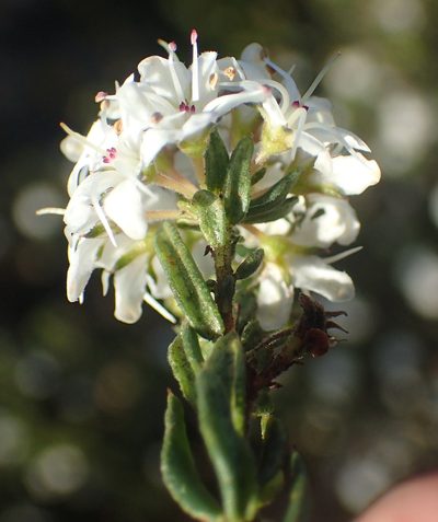 Agathosma acutissima, photographed by Nicola van Berkel