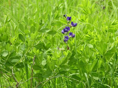 Baptisia australis, photographed by Yann Kemper