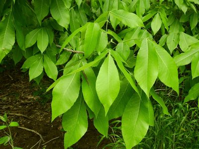 Carya laciniosa, photographed by Yann Kemper