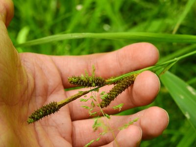 Carex shortiana, photographed by Yann Kemper