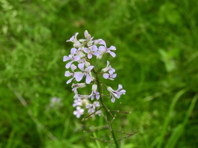 Iodanthus pinnatifidus, photographed by Yann Kemper