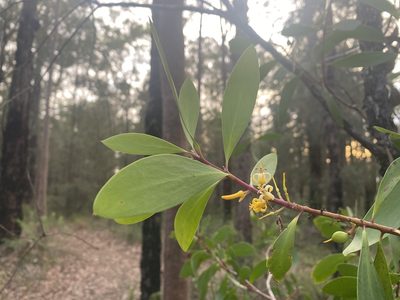 Persoonia levis, photographed by prossington