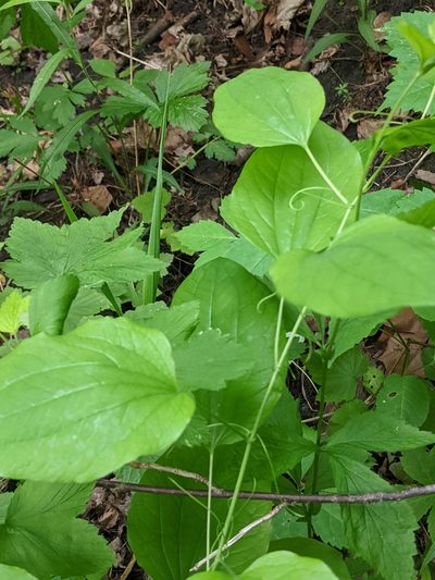 Smilax illinoensis, photographed by Alan Prather