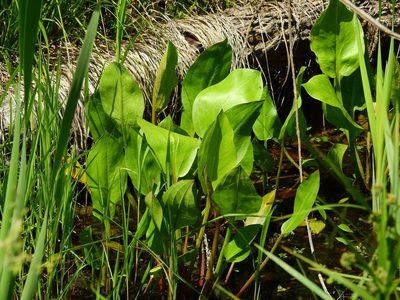 Alisma subcordatum, photographed by Yann Kemper