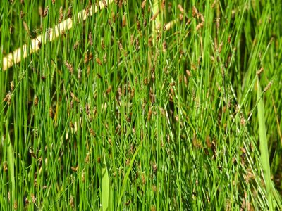 Eleocharis obtusa, photographed by Yann Kemper