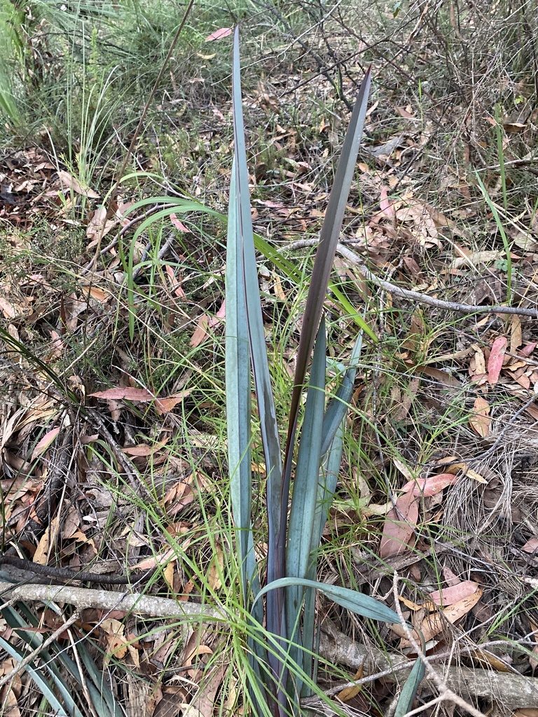 Dianella prunina, photographed by prossington