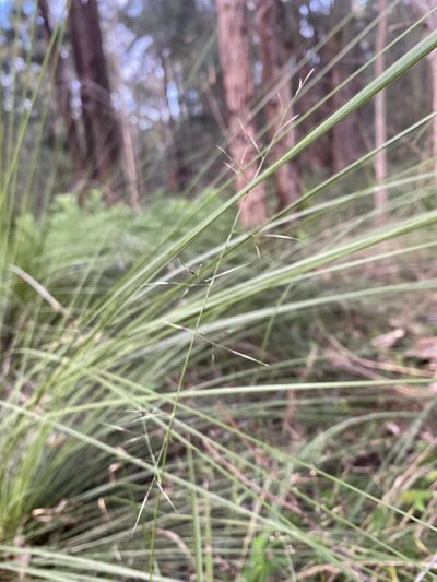 Aristida vagans, photographed by prossington