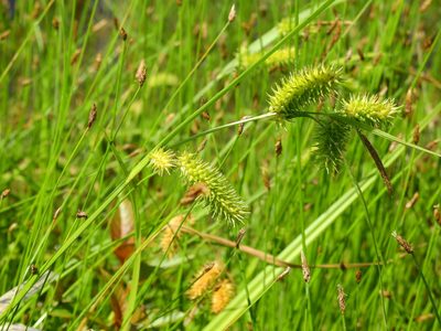 Carex hystericina, photographed by Yann Kemper