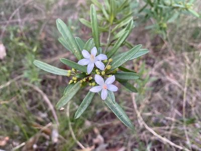 Philotheca myoporoides, photographed by prossington