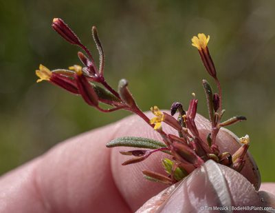 Erythranthe suksdorfii, photographed by Tim Messick
