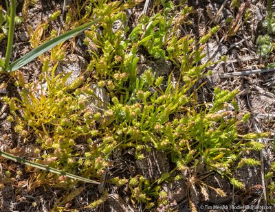 Ranunculus aristatus, photographed by Tim Messick