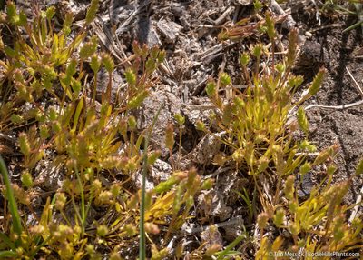 Ranunculus aristatus, photographed by Tim Messick