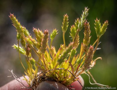 Ranunculus aristatus, photographed by Tim Messick
