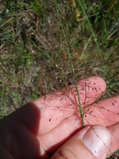 Dichanthelium leucothrix, photographed by Will McFarland