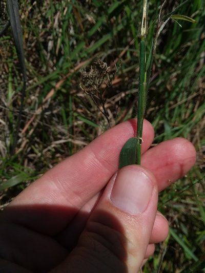 Dichanthelium leucothrix, photographed by Will McFarland