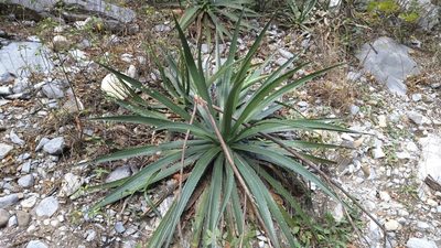 Agave funkiana, photographed by Rogelio Reyna-Hernández